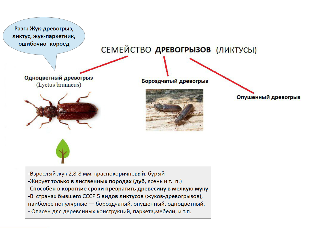 насекомые которые живут в деревянных домах (100) фото